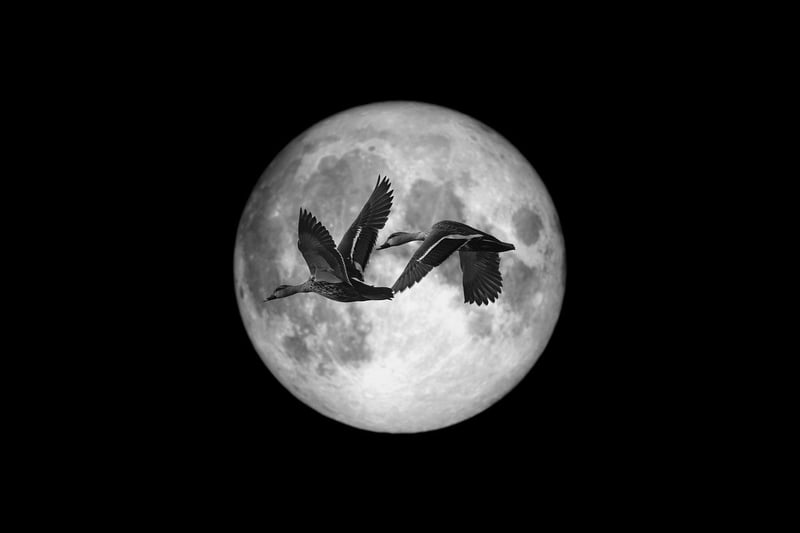 Moonlit Garden